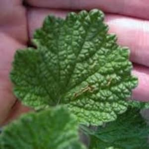 Horehound Seeds, Licorice/Root Beer, Marrubium Vulgare, Medicinal herbs MA6050