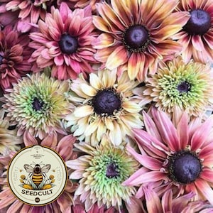 Semillas de Rudbeckia Sahara, Rudbeckia Hirta de ojos negros RU0425