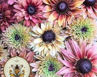 Sahara Rudbeckia Seeds, Black Eyed Susan Rudbeckia Hirta RU0425