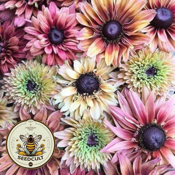 Sahara Rudbeckia Seeds, Black Eyed Susan Rudbeckia Hirta RU0425