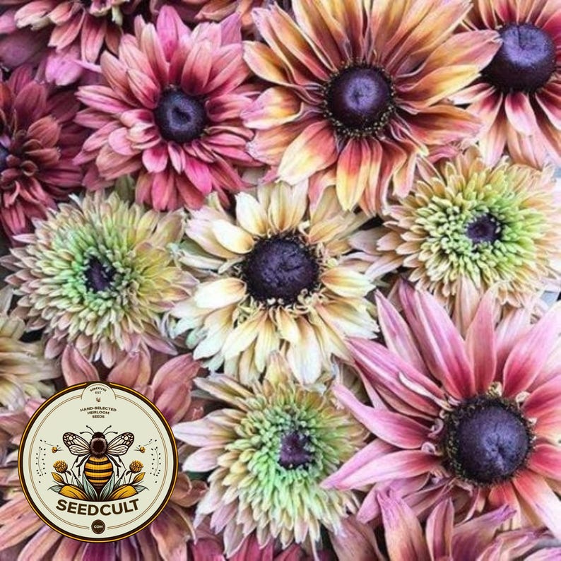 May include: A close-up of a bouquet of colorful flowers with a variety of shades of pink, yellow, and green. The flowers have a daisy-like appearance with multiple layers of petals.