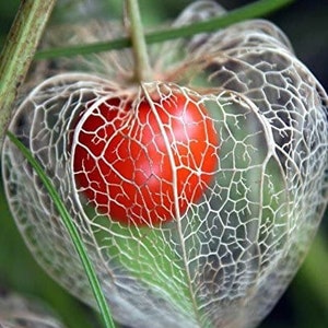 Chinese Lantern seeds, Physalis alkekengi, Red, Orange, Yellow, Green, Strawberry Ground Cherry PH0125R image 9