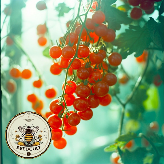Sweet Pea Currant Tomato Seeds, Solanum Lycopersicum LY4220