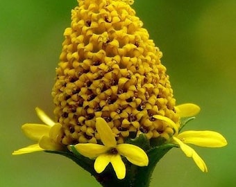 Medicinal Toothache Plant Seeds, Lemon Drop, Natural sore throat treatment, Home Remedy, Pretty Yellow Flowers, Spilanthes Acmella SP4020
