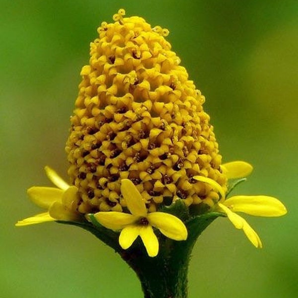 Medicinal Toothache Plant Seeds, Lemon Drop, Natural sore throat treatment, Home Remedy, Pretty Yellow Flowers, Spilanthes Acmella SP4020