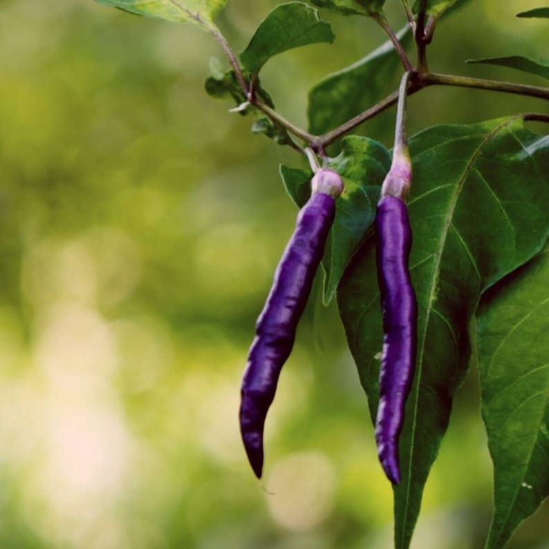 May include: Two long, thin purple chili peppers hanging from a green plant. The peppers are smooth and shiny, and they are growing on a vine.