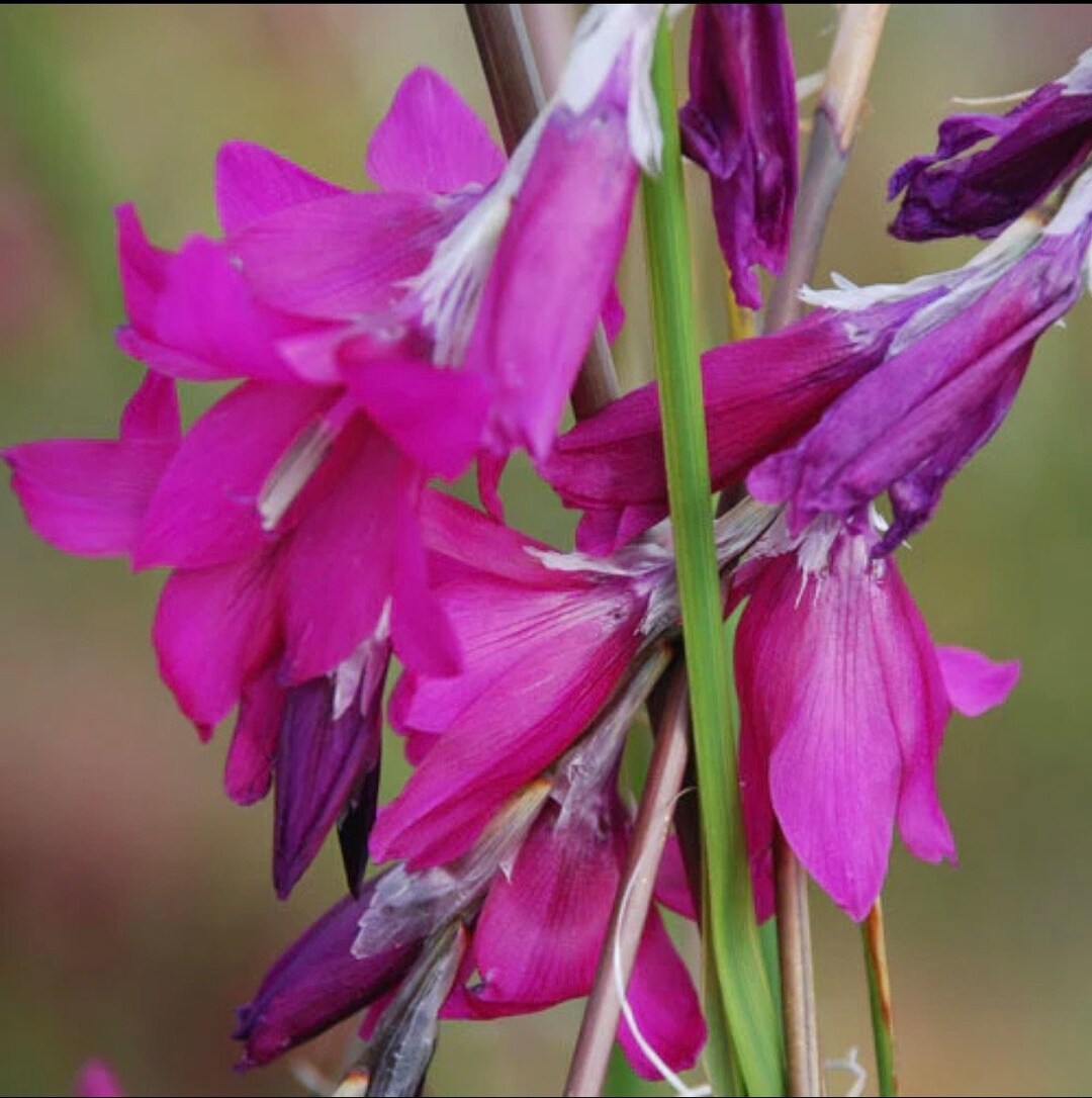 NEW Angel's Fishing Rod blackberry Bells Seeds, Wand Flower, Dierama