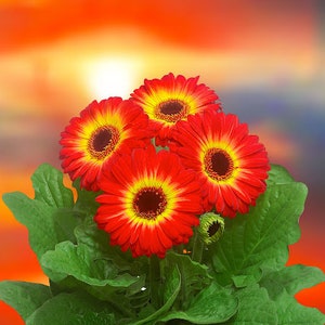 NEW! 5 Fireball Gerbera Daisy Seeds, Dark Eye Floriline, Gerbera Jamesonii GE0405