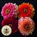 Aurora Zinnia Seeds, Bi-Color Zinnia Elegans ZE4125