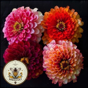 May include: Four vibrant Zinnia flowers in shades of pink, red, orange, and burgundy. The flowers are arranged in a circle on a black background. The flowers have a layered, ruffled appearance and are in full bloom.