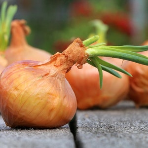 Bulk Organic Vidalia Sweet Onion Seeds, Short Day, Yellow Granax Hybrid, Allium Cepa AL421C