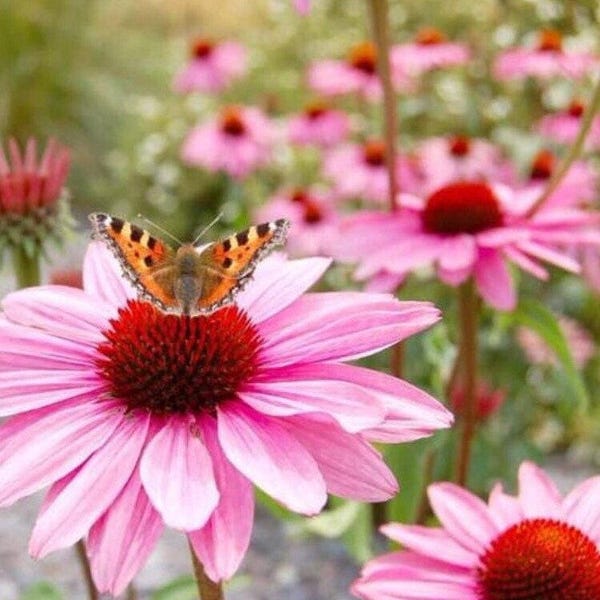 Bulk Organic Echinacea Seeds, Purple Coneflower, Medicinal Plants, Flowers, Herbs EC011C