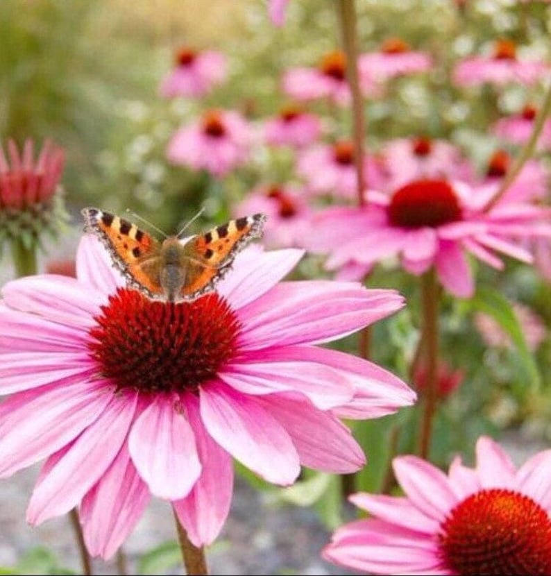 Peut inclure: Une &eacute;chinac&eacute;e rose avec un papillon pos&eacute; au centre. Le papillon a des ailes orange et noires.