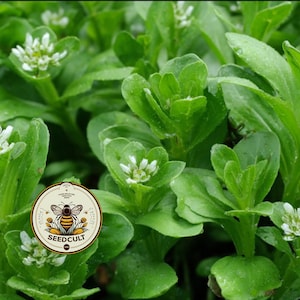 May include: A close-up shot of vibrant green plants with small white flowers. A circular logo featuring a bee and the text "SEEDCULT" is present. The image has a natural, botanical theme.