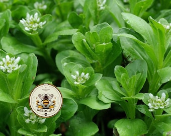 French Corn Salad Seeds, Medieval Food Forest, Perennial Vegetables, Valerianella Locusta, VA302C