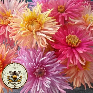 Giant Cactus Mix Zinnia Seeds, Zinnia Elegans ZE3625