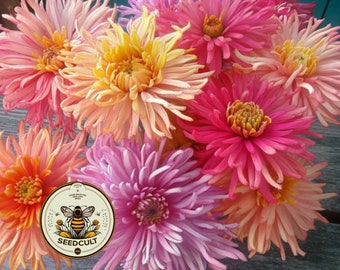 Giant Cactus Mix Zinnia Seeds, Zinnia Elegans ZE3625