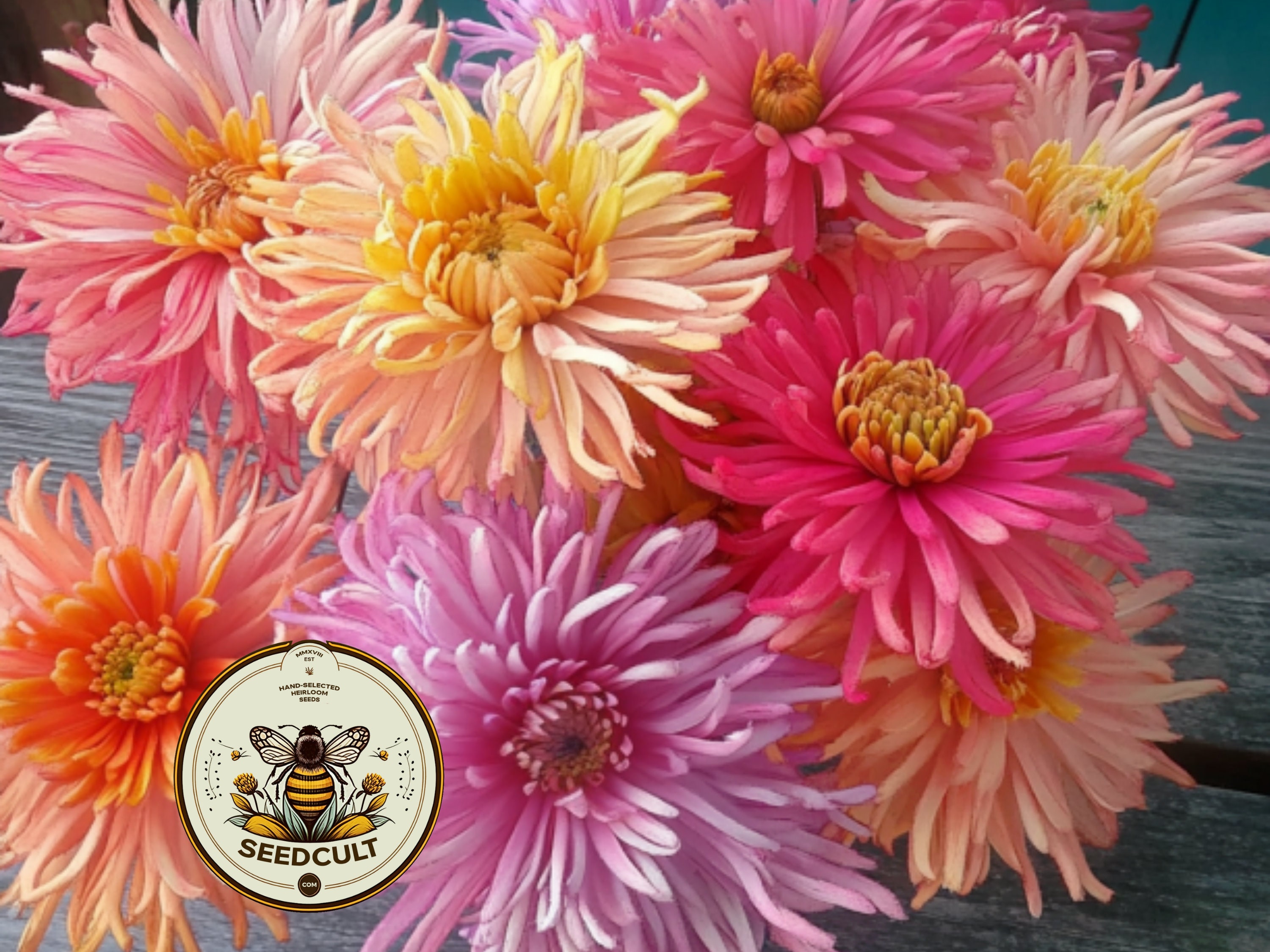 Zinna - Etsy