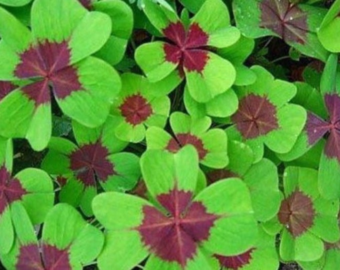 BULBS Iron Cross Shamrock Choose Your Quantity Oxalis Etsy