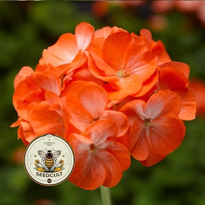 May include: Close-up of vibrant orange geranium flowers in full bloom. The petals have a delicate texture and gradient of color. A circular logo with a bee and the text "SEEDCULT" is in the lower left corner. The background is a blurred green.