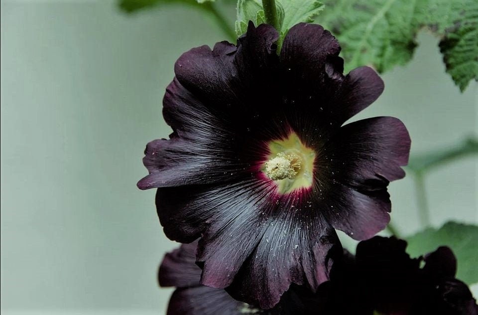 Black Hollyhock Seeds, Nigra Alcea Rosea AL8125 - Etsy