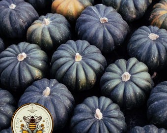 May include: A collection of dark green acorn squash with a few orange-toned squash. The squash have a ribbed texture and a light-colored stem. A circular logo with a bee and the text "SEEDCULT" is in the lower left corner.