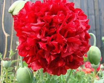 Lucille Ball Giant Red Poppy Seeds, Double Peony, Papaver Somniferum (Paeoniflorum), Bread seed PS233CR