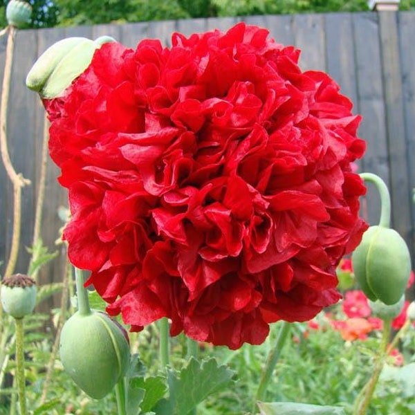 Lucille Ball Giant Red Poppy Seeds, Double Peony, Papaver Somniferum (Paeoniflorum), Bread seed PS233CR