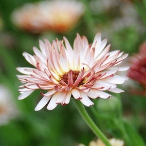 May include: A single pink and white flower with a red center, blooming in a field of green grass.