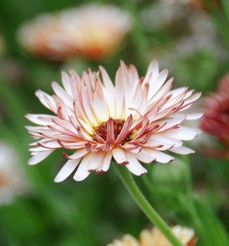 May include: A single pink and white flower with a red center, blooming in a field of green grass.