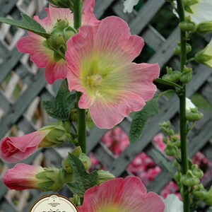 May include: Close-up of pink and yellow hollyhock flowers in various stages of bloom, with green buds and leaves. The flowers are set against a gray wooden lattice. A Seedcult logo is visible.