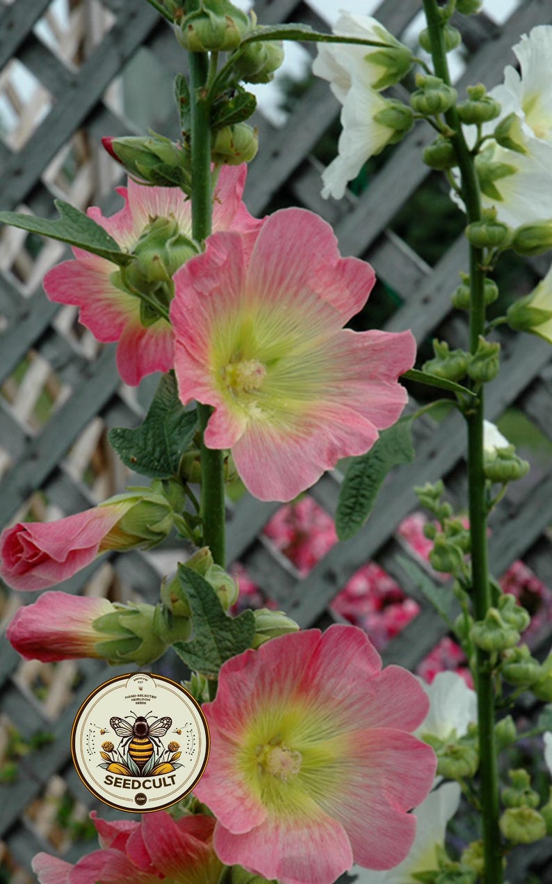May include: Close-up of pink and yellow hollyhock flowers in various stages of bloom, with green buds and leaves. The flowers are set against a gray wooden lattice. A Seedcult logo is visible.
