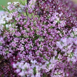 May include: Close-up of a cluster of Queen Anne's Lace flowers. The image showcases a dense arrangement of tiny, delicate blooms in shades of purple and white. The flowers have a soft, blurred appearance, creating a dreamy aesthetic.
