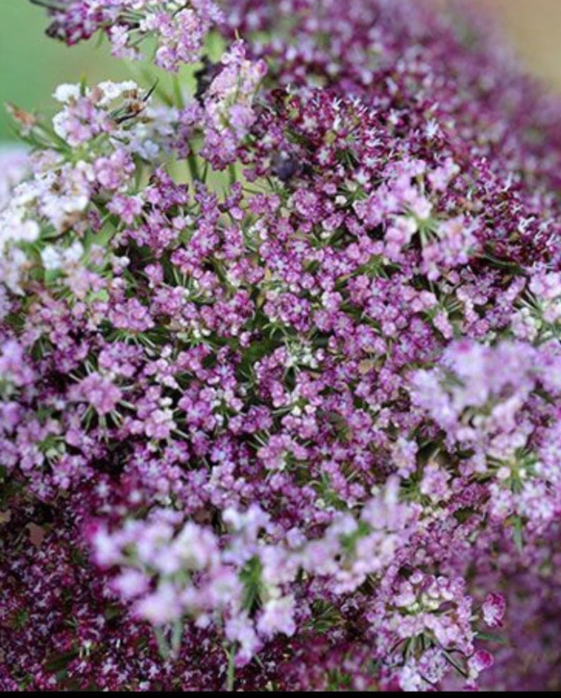 May include: Close-up of a cluster of Queen Anne's Lace flowers. The image showcases a dense arrangement of tiny, delicate blooms in shades of purple and white. The flowers have a soft, blurred appearance, creating a dreamy aesthetic.
