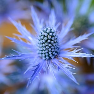 Blue Glitter Sea Holly Alpinum, Thistle, Eryngium Alpinum Superbum ER0120R image 1