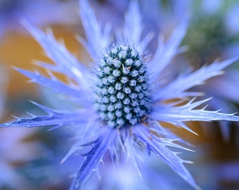 May include: A close-up of a blue thistle flower with spiky petals and a cluster of small, blue buds in the center.