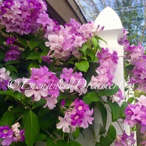 Stunning Purple Flowering Vine, Garlic Vine Seeds, Mansoa alliacea, formerly Bignonia Aequinoctialis, False Garlic MN0110 image 2