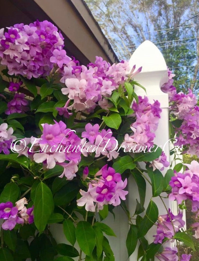 Stunning Purple Flowering Vine, Garlic Vine Seeds, Mansoa alliacea, formerly Bignonia Aequinoctialis, False Garlic MN0110 image 2