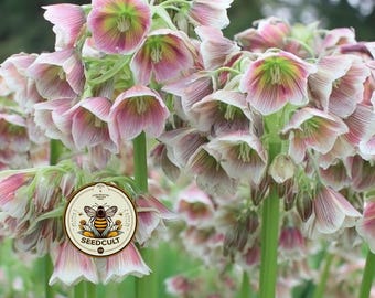 NEW! 5 Sicilian Honey Lily Seeds, Honey Garlic, Mediterranean Bells, Nectaroscordum Siculum, NC0105