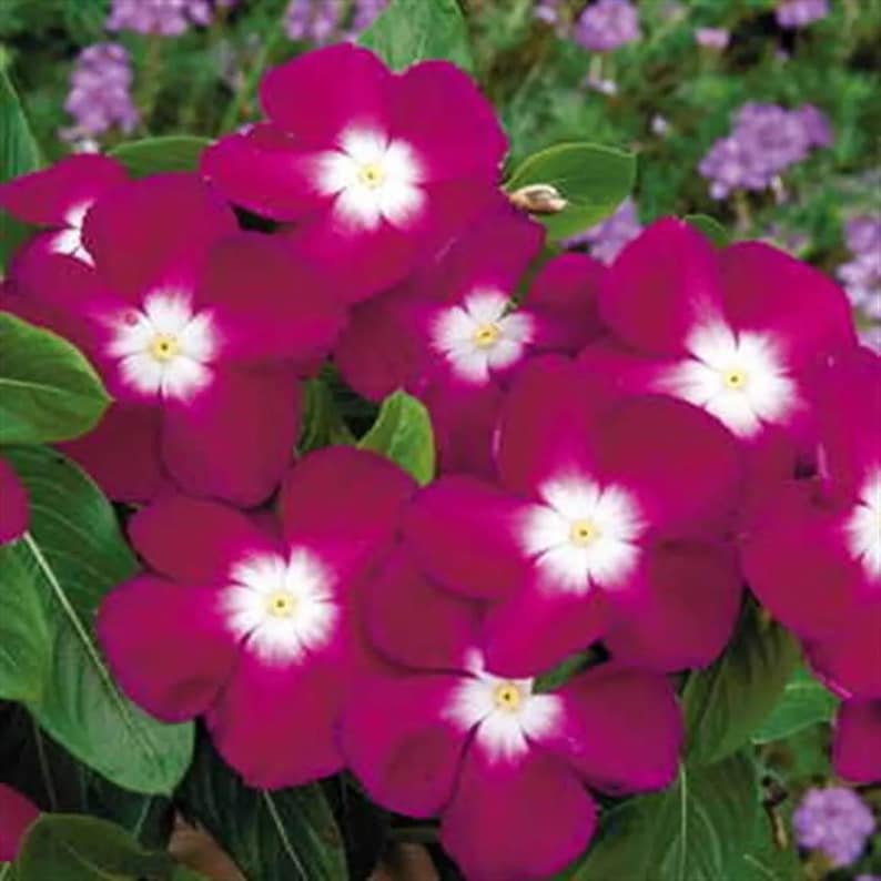 SeedCult Vinca Seeds