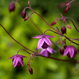 May include: Close-up of delicate purple flowers with a deep purple center, set against a blurred green background. The flowers have a star-like shape with curved stems, showcasing nature's beauty.