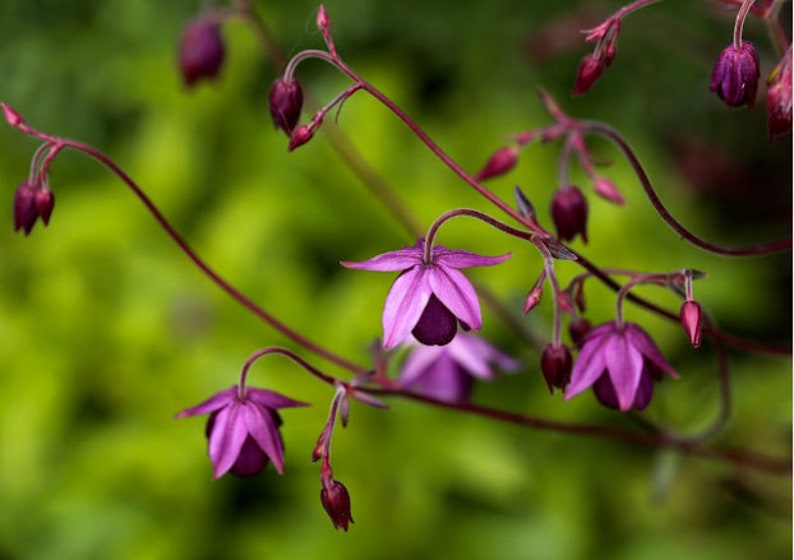 May include: Close-up of delicate purple flowers with a deep purple center, set against a blurred green background. The flowers have a star-like shape with curved stems, showcasing nature's beauty.