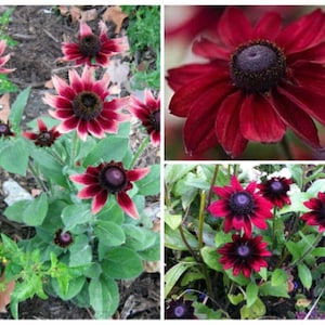 May include: A collage of images showcasing dark red and burgundy coneflowers. The flowers have dark centers and petals that transition from deep red to a lighter pinkish hue at the tips. Green foliage surrounds the blooms.
