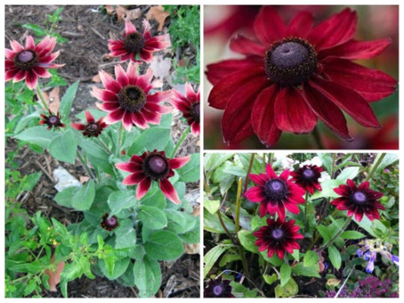 May include: A collage of images showcasing dark red and burgundy coneflowers. The flowers have dark centers and petals that transition from deep red to a lighter pinkish hue at the tips. Green foliage surrounds the blooms.