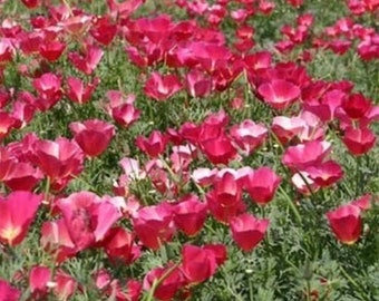 Bulk Carmine King California Poppy Seeds, Eschscholzia Californica, Pink Poppies EZ02