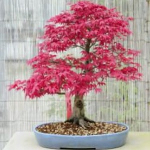 Toona Sinensis House Plant, Chinese Toon, Bonsai Tree Seeds, Chinese Cedar, Chinese Mahogany TO0120 image 2