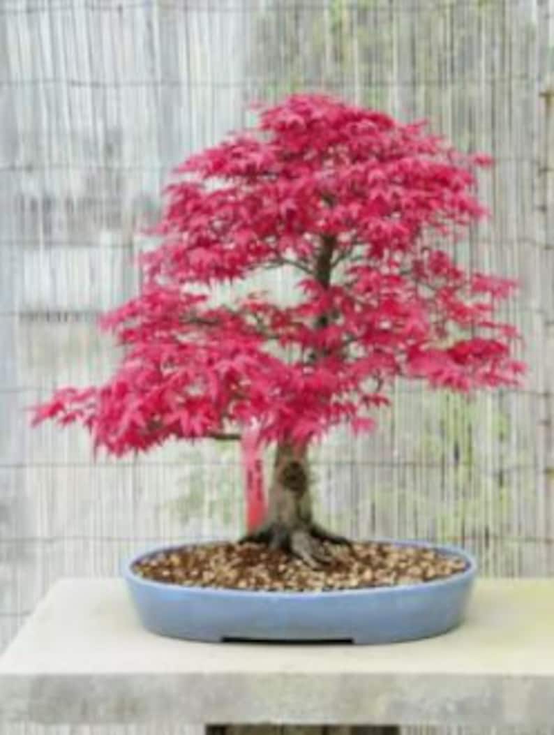 Toona Sinensis House Plant, Chinese Toon, Bonsai Tree Seeds, Chinese Cedar, Chinese Mahogany TO0120 image 2