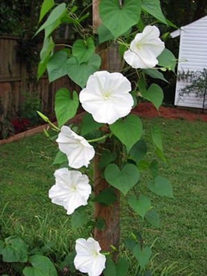 15 Fragrant Moon Vine Night Blooming Moon Flower Night Glory Etsy
