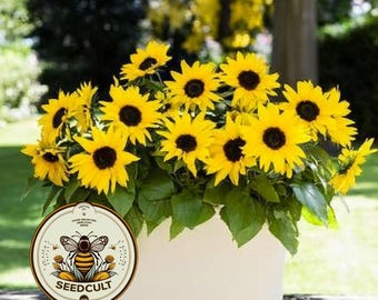 NEW! Sunfinity Yellow Sunflower Seeds, Continuous Blooms, Branching Sunflower, HA2605