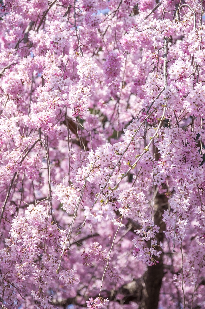 Weeping Cherry Tree Seeds, Bonsai, Higan Cherry, Prunus Subhirtella Var. Pendula PR4110R image 8